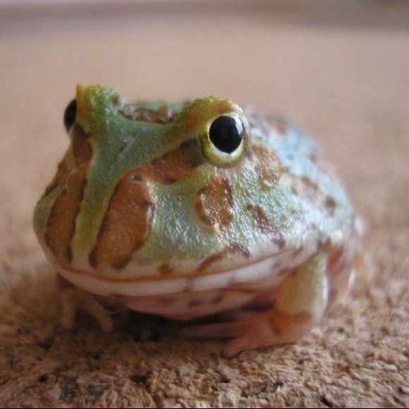 Meet your Posher, Frog - Picture 1 of 1